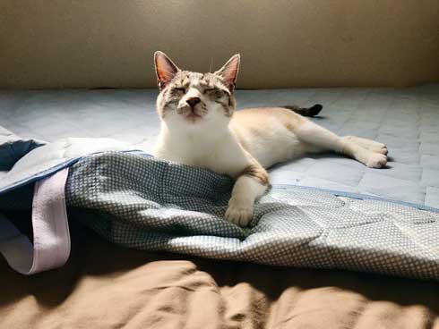 Nクール ニトリ 気持ちいい 猫 うっとり 表情 なみそ