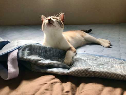 Nクール ニトリ 気持ちいい 猫 うっとり 表情 なみそ