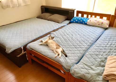 Nクール ニトリ 気持ちいい 猫 うっとり 表情 なみそ