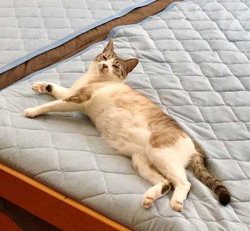 Nクール ニトリ 気持ちいい 猫 うっとり 表情 なみそ