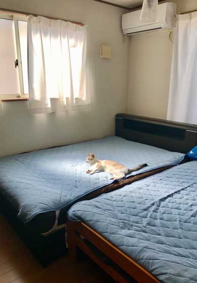 Nクール ニトリ 気持ちいい 猫 うっとり 表情 なみそ