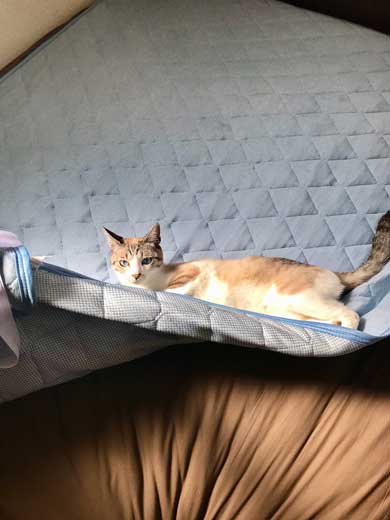 Nクール ニトリ 気持ちいい 猫 うっとり 表情 なみそ