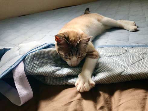 Nクール ニトリ 気持ちいい 猫 うっとり 表情 なみそ