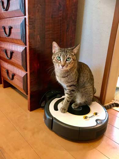 Nクール ニトリ 気持ちいい 猫 うっとり 表情 なみそ