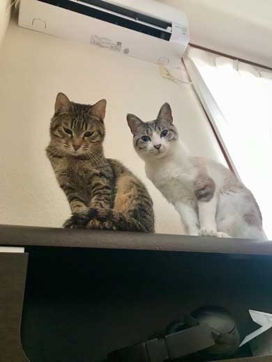 Nクール ニトリ 気持ちいい 猫 うっとり 表情 なみそ