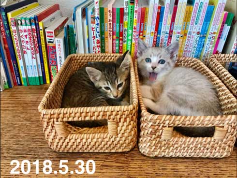 Nクール ニトリ 気持ちいい 猫 うっとり 表情 なみそ