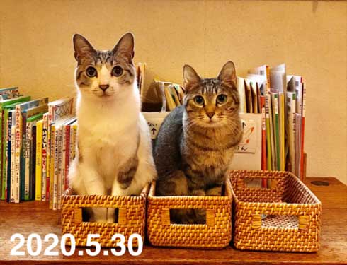 Nクール ニトリ 気持ちいい 猫 うっとり 表情 なみそ