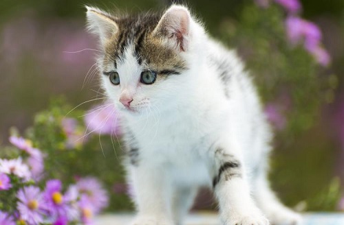 猫のフィラリア予防