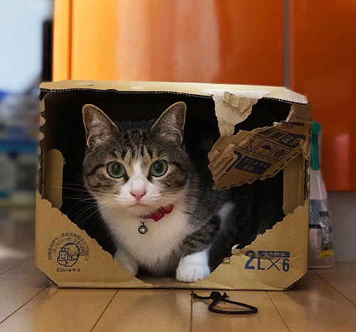 猫のフィラリア予防