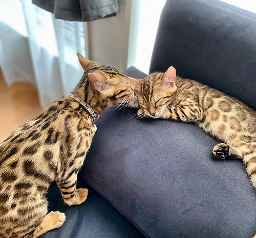 猫のフィラリア予防