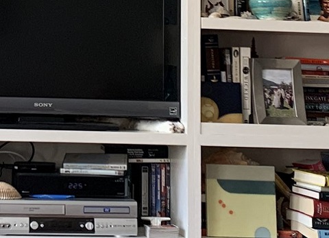 ニャンコを探せ