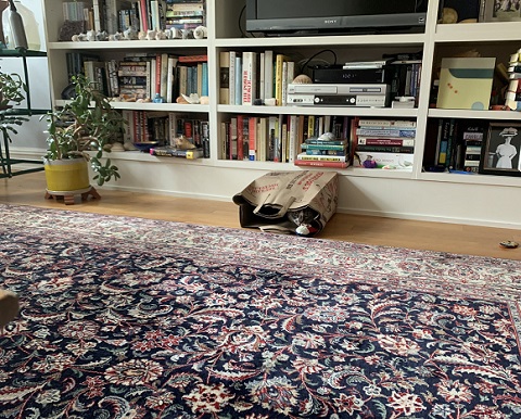 ニャンコを探せ