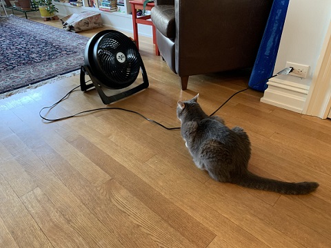 ニャンコを探せ