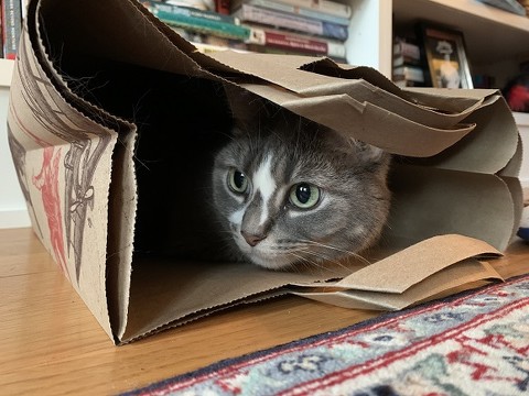 ニャンコを探せ