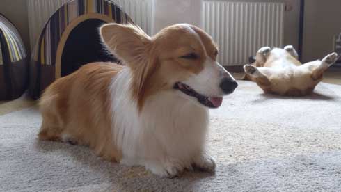 自由なコーギー