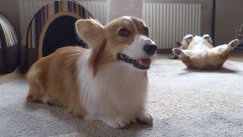 犬 コーギー 寝相 大胆 あお向け ヘソ天 眠気 我慢 兄妹