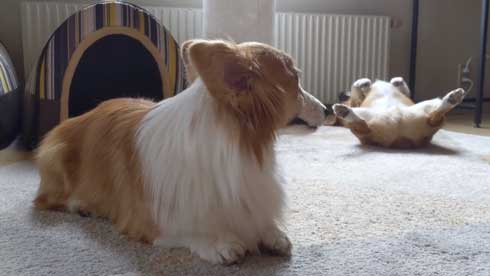 犬 コーギー 寝相 大胆 あお向け ヘソ天 眠気 我慢 兄妹