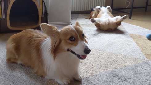 犬 コーギー 寝相 大胆 あお向け ヘソ天 眠気 我慢 兄妹