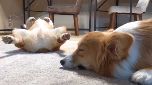 犬 コーギー 寝相 大胆 あお向け ヘソ天 眠気 我慢 兄妹