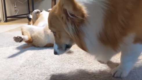 犬 コーギー 寝相 大胆 あお向け ヘソ天 眠気 我慢 兄妹