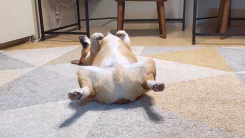 犬 コーギー 寝相 大胆 あお向け ヘソ天 眠気 我慢 兄妹