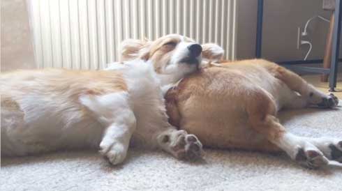 犬 コーギー 寝相 大胆 あお向け ヘソ天 眠気 我慢 兄妹