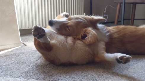 犬 コーギー 寝相 大胆 あお向け ヘソ天 眠気 我慢 兄妹