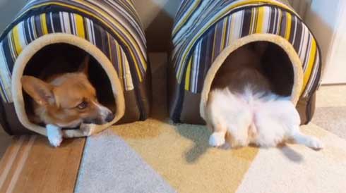 犬 コーギー 寝相 大胆 あお向け ヘソ天 眠気 我慢 兄妹