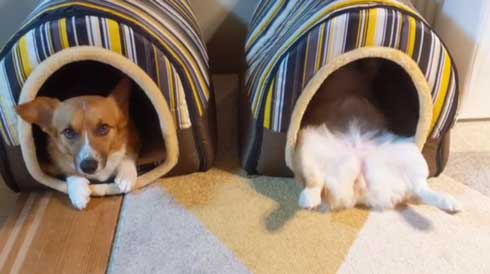 犬 コーギー 寝相 大胆 あお向け ヘソ天 眠気 我慢 兄妹