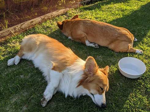 犬 コーギー 寝相 大胆 あお向け ヘソ天 眠気 我慢 兄妹