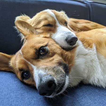 犬 コーギー 寝相 大胆 あお向け ヘソ天 眠気 我慢 兄妹