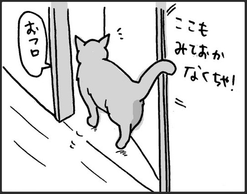 お風呂お先にするネコちゃん