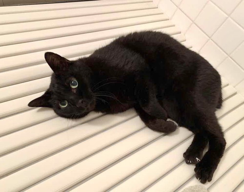 お風呂お先にするネコちゃん