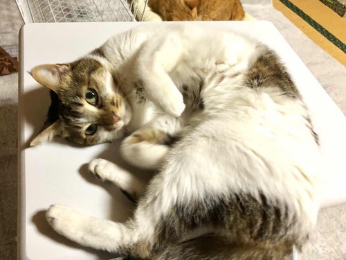 ソムリエももちゃん