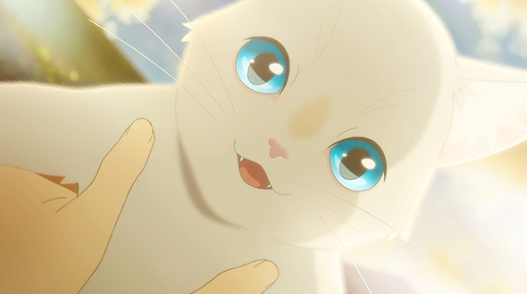 泣きたい私は猫をかぶる 泣き猫 猫モーション スタジオコロリド 横田匡史