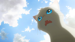 泣きたい私は猫をかぶる 泣き猫 猫モーション スタジオコロリド 横田匡史