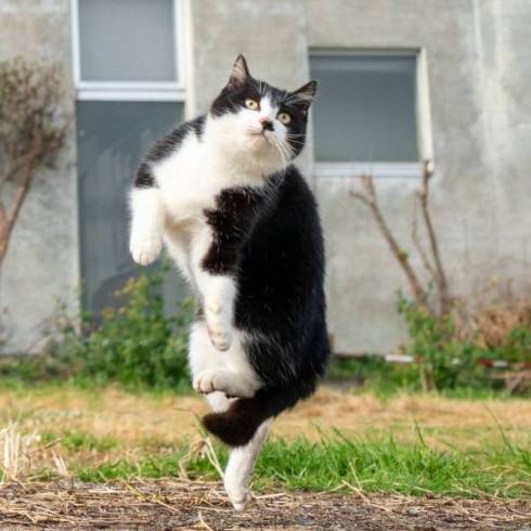 阻止ねこ