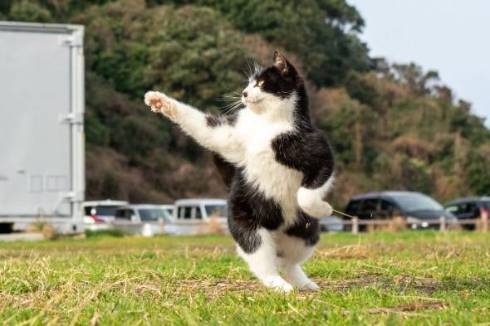 のら猫拳 久方広之 ぽっちゃり猫