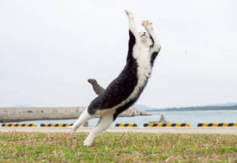 のら猫拳 久方広之 ぽっちゃり猫