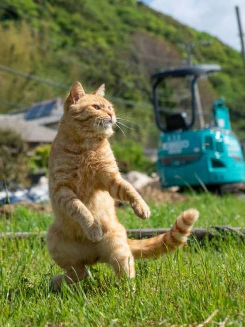 のら猫拳 久方広之 ぽっちゃり猫