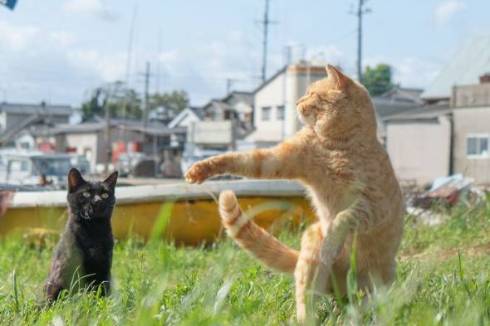 のら猫拳 久方広之 ぽっちゃり猫