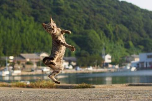 のら猫拳 久方広之 ぽっちゃり猫