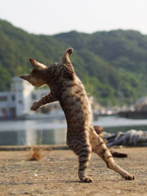 のら猫拳 久方広之 ぽっちゃり猫