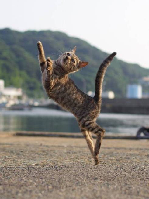 のら猫拳 久方広之 ぽっちゃり猫