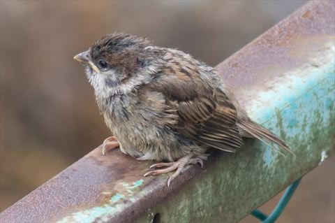 【野鳥好き】再販　あかまる　ツバメヒナ飾り　親ツバメオス・メスブローチ 野鳥好き】再販 あかまる様専用 ツバメヒナ飾り 親ツバメオス