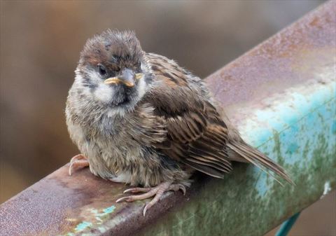 【野鳥好き】再販　あかまる　ツバメヒナ飾り　親ツバメオス・メスブローチ 野鳥好き】再販 あかまる様専用 ツバメヒナ飾り 親ツバメオス
