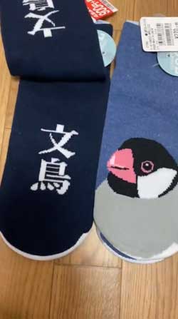 靴下 柄 なんで ハシビロコウ 寿司 SUSHI 文鳥 オカメインコ 鳥