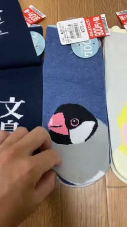 靴下 柄 なんで ハシビロコウ 寿司 SUSHI 文鳥 オカメインコ 鳥