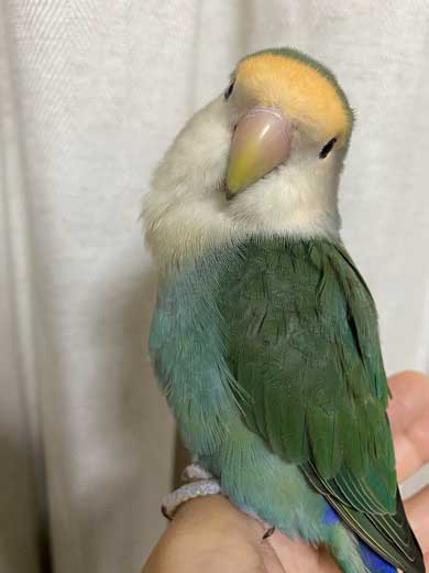 靴下 柄 なんで ハシビロコウ 寿司 SUSHI 文鳥 オカメインコ 鳥