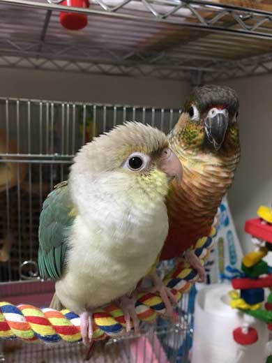 靴下 柄 なんで ハシビロコウ 寿司 SUSHI 文鳥 オカメインコ 鳥